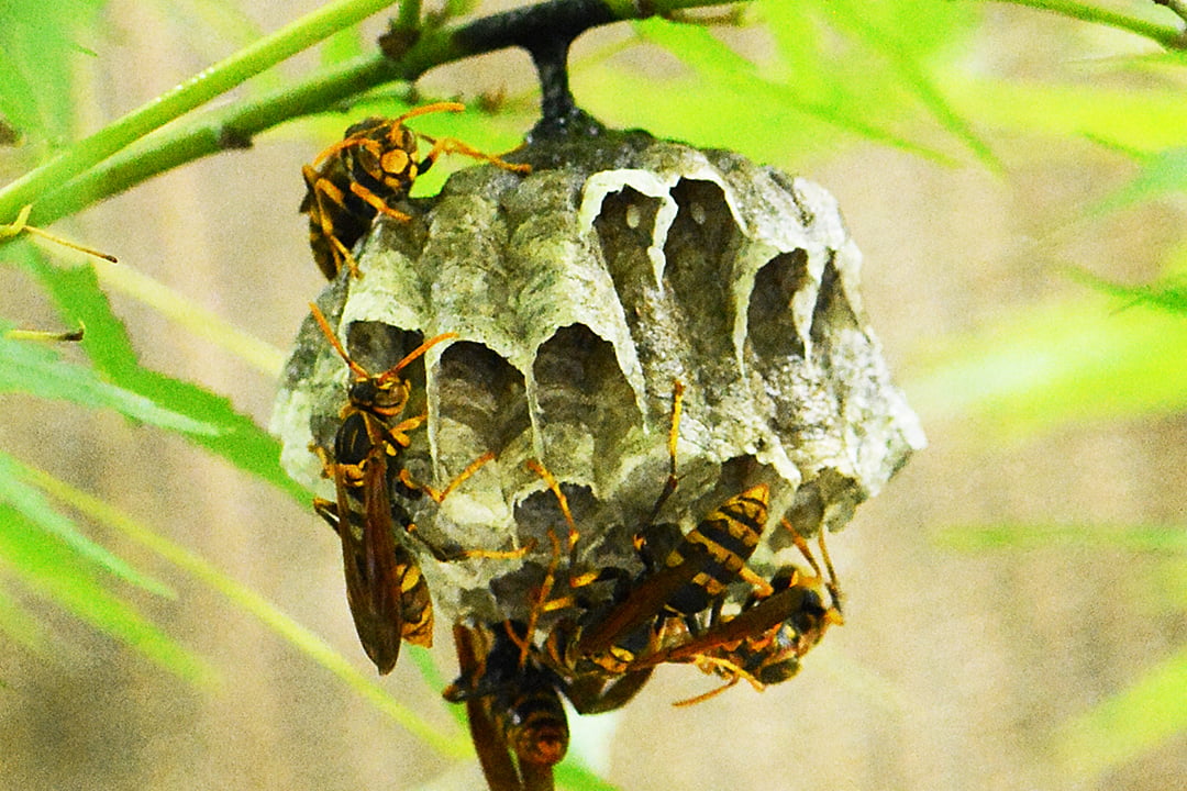 蜂の巣駆除